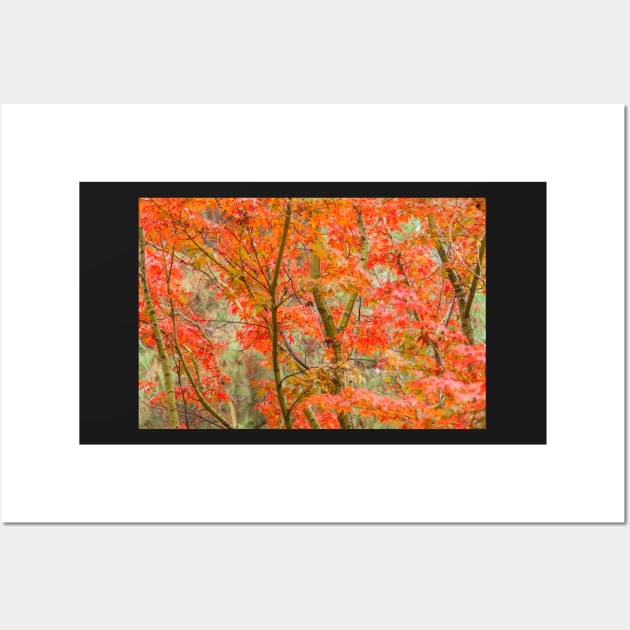 Japanese Maple Wall Art by jvnimages